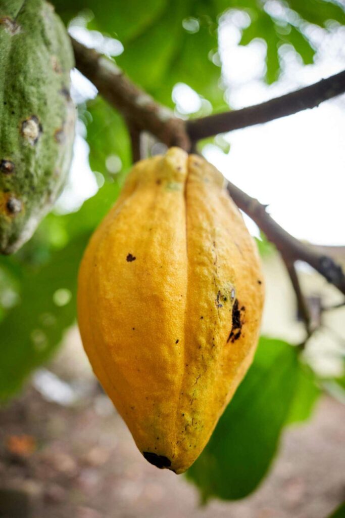 Detailed shot of a ripe yellow cacao pod hanging from a branch with green leaves.
